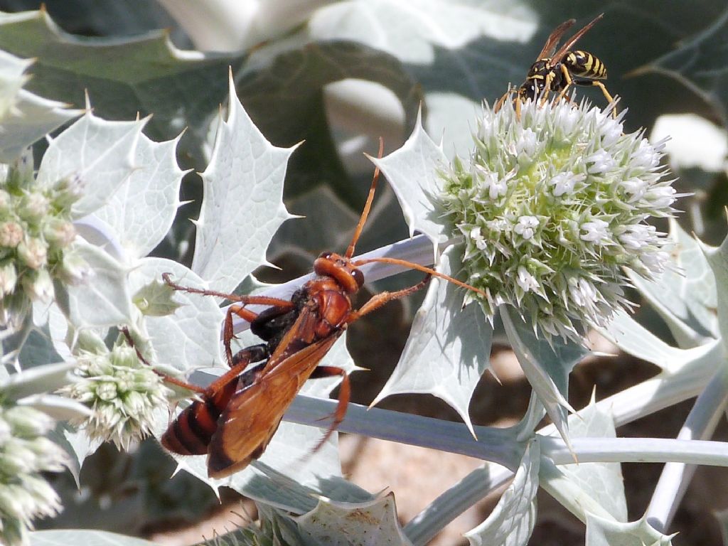 Pompilidae; enorme Cryptocheilus: C. rubellus